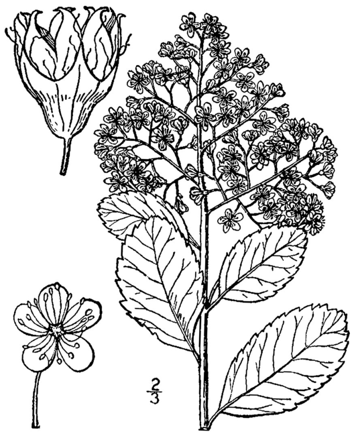 Спирея японская иволистная