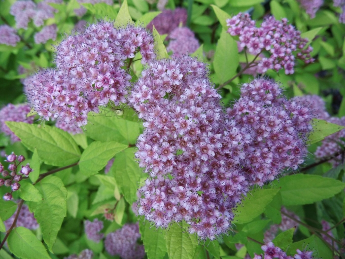 Спирея японская