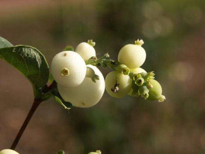 Symphoricarpos albus