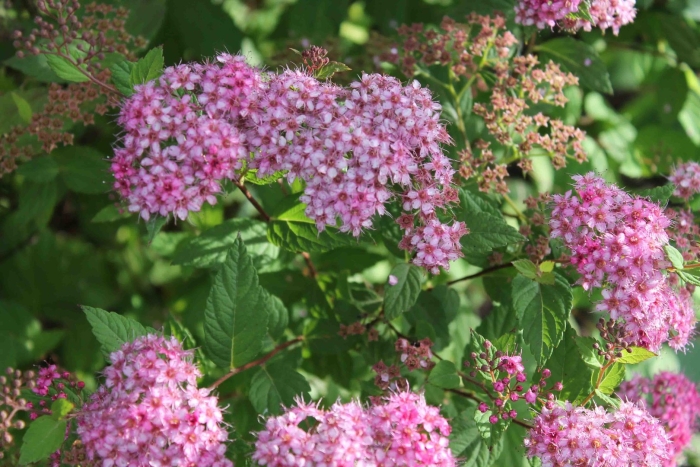 Спирея таволга