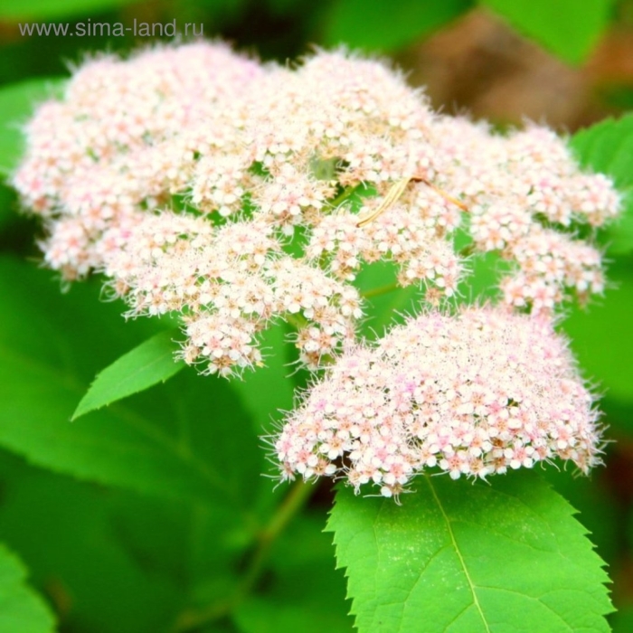 Спирея японская