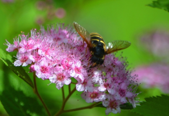 Журчалка ильница