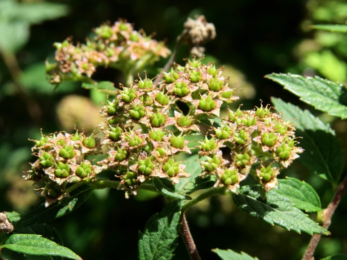 Спирея японская