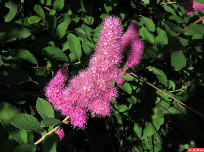 Билларда спирея