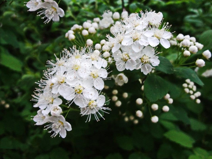 Спирея таволга