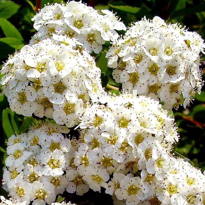 Спирея фрутишана белая