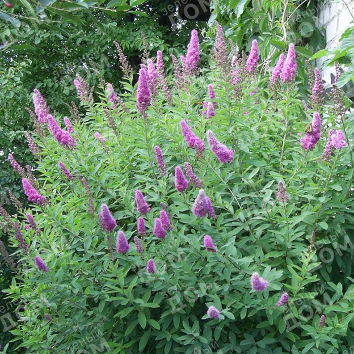 Спирея иволистная