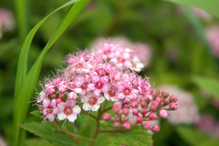 Спирея лесная дикая