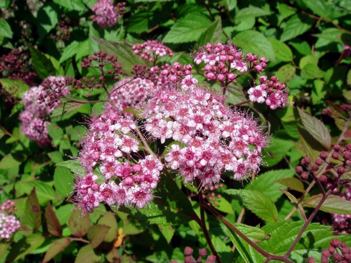 Спирея набиона