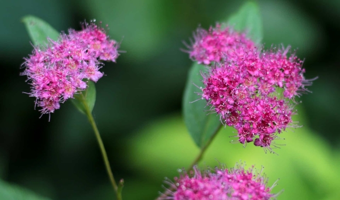 Спиреи бумальда