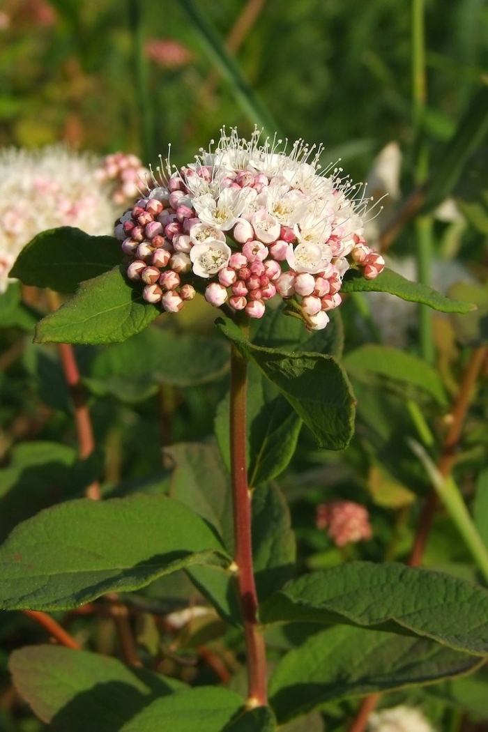 Spiraea beauverdiana