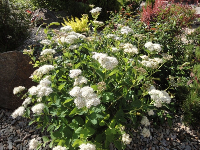 Спирея халвард сильвер