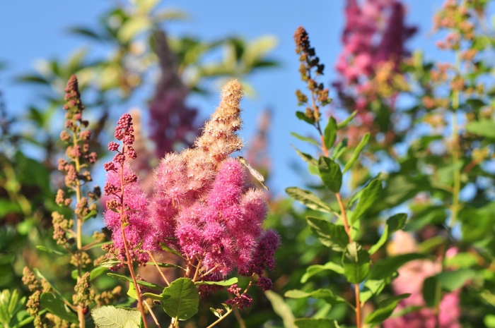 Спирея файерлайт