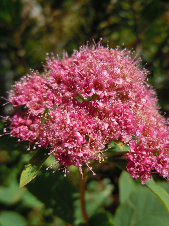 Spiraea splendens