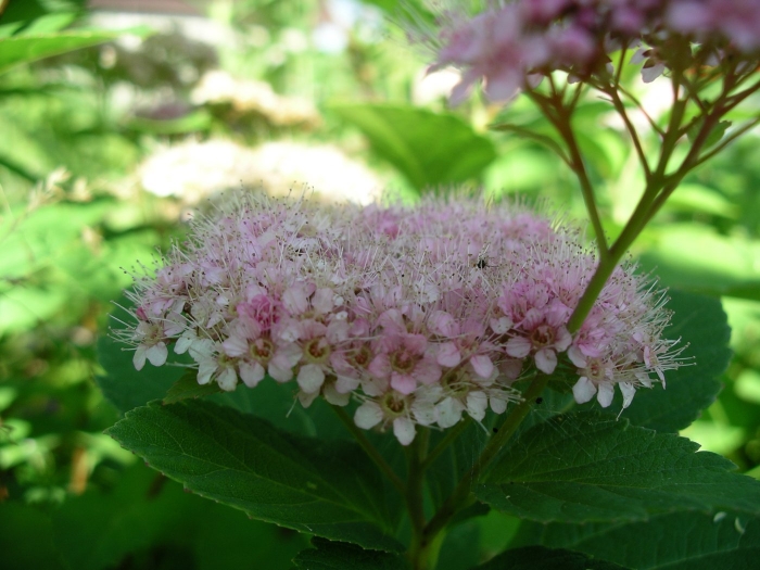 Спирея средняя