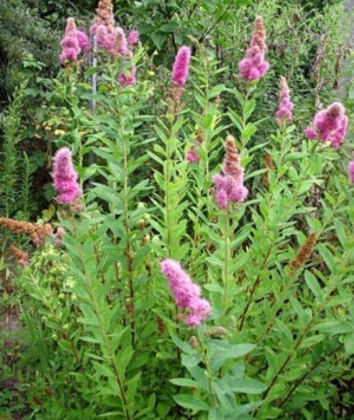 Спирея дугласа куст