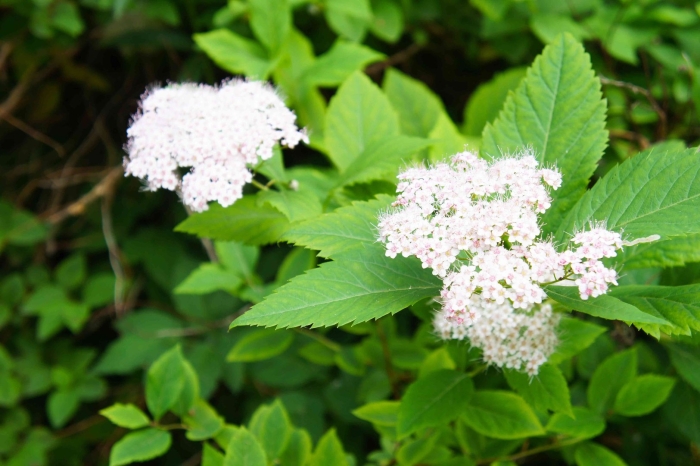 Спирея генри