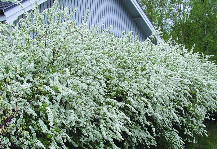 Спирея серая грефшейм