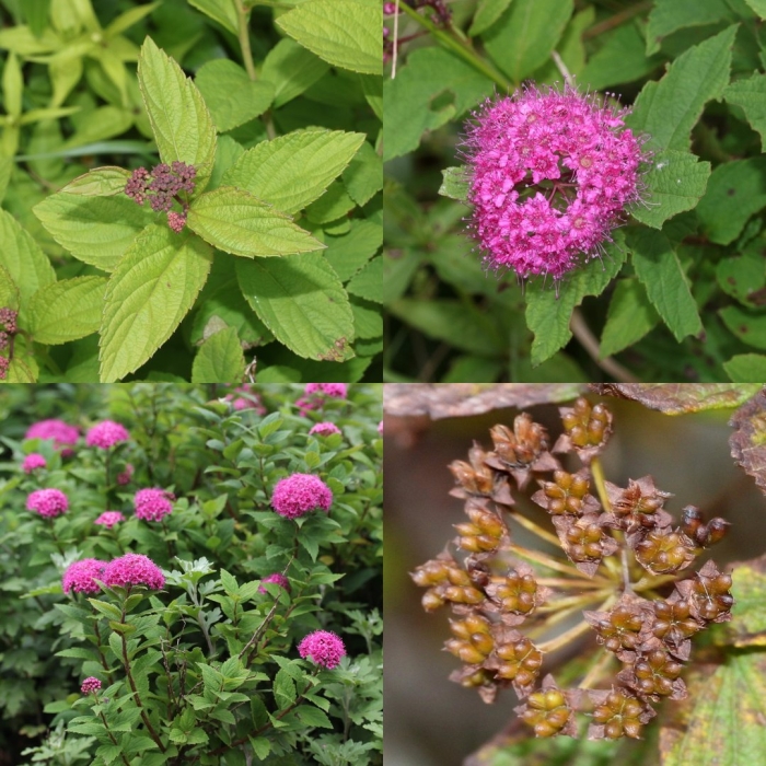 Спирея японская spiraea japonica