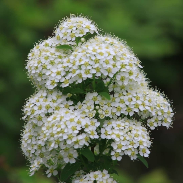 Спирея японская белая