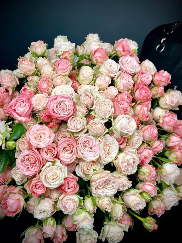 Роза куст леди бомбастик