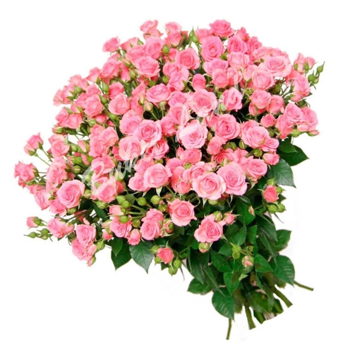 Роза кустовая мелкоцветковая розовая