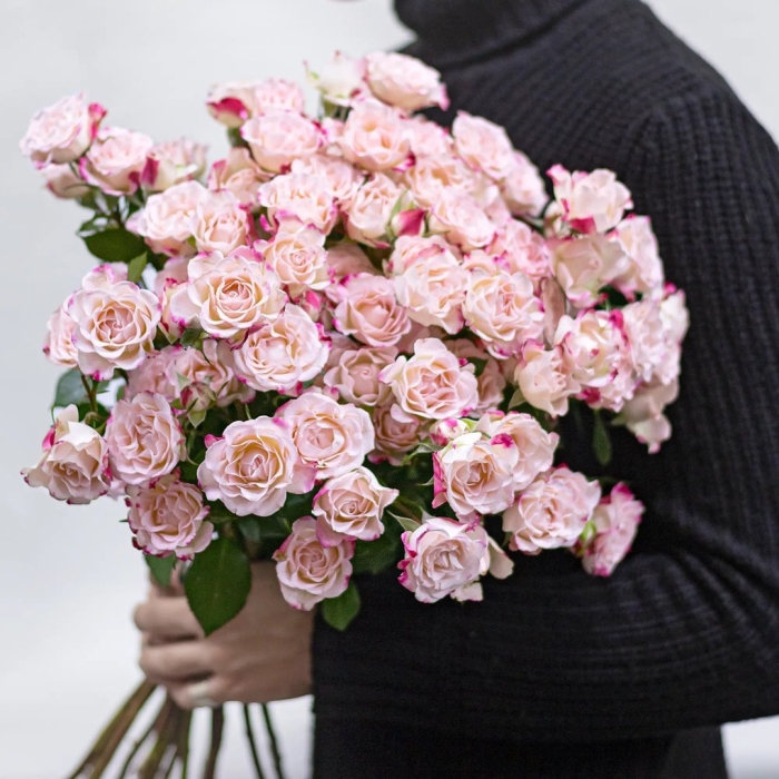 Роза кустовая гелато