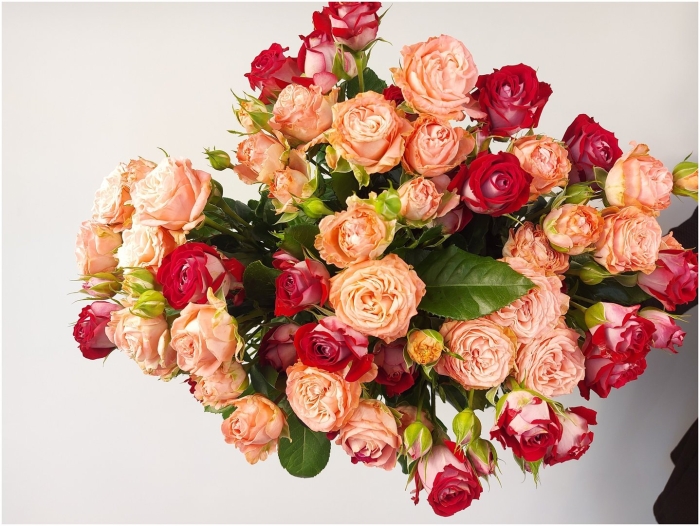 Роза кустовая