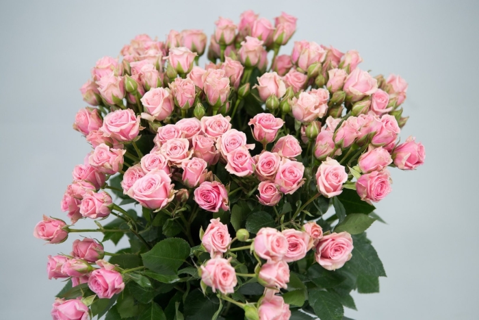 Роза кустовая сансерре