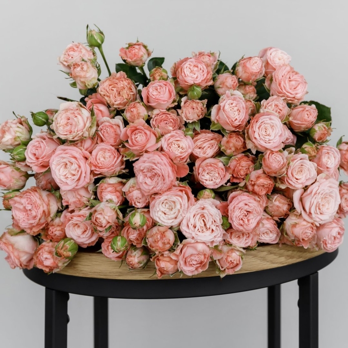 Кустовая пионовидная роза мадам бомбастик