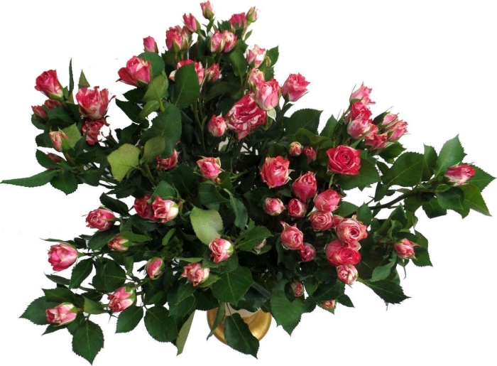 Роза кустовая роял порцелина