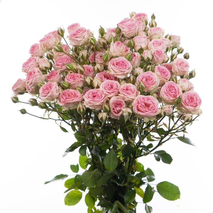 Пинк деменшн роза кустовая