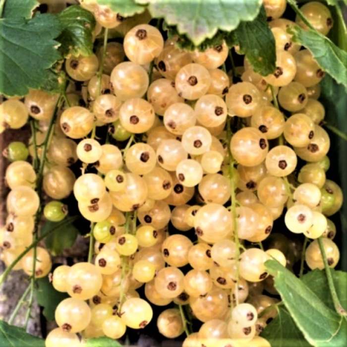 Смородина белая смольяниновская