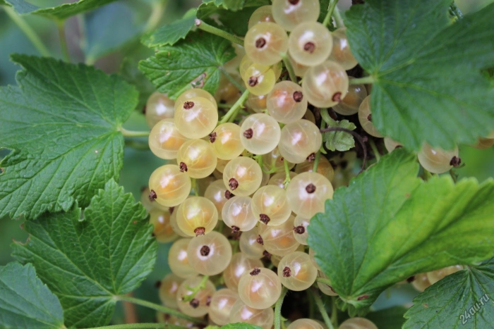 Смородина белая смольяниновская
