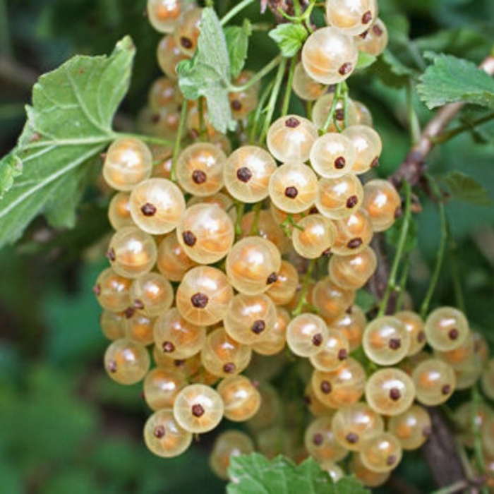 Смородина белая баяна