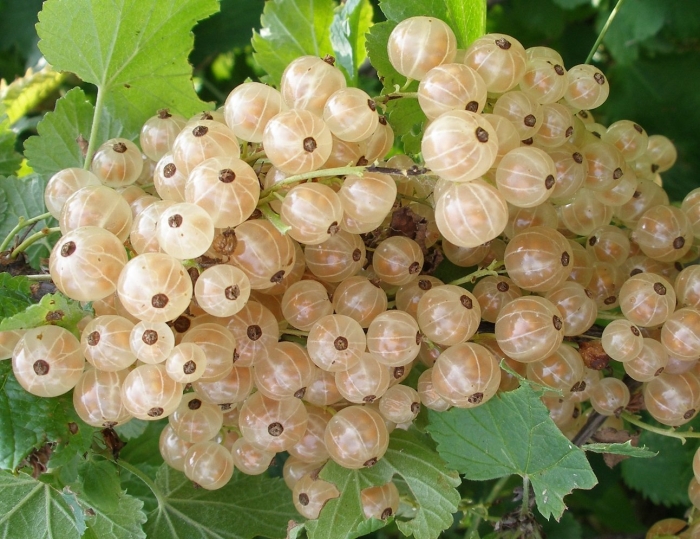 Смородина белая виксне