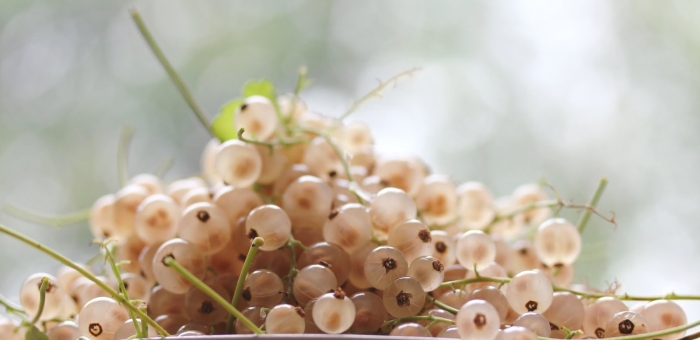 Смородина белая версальская (с 2)