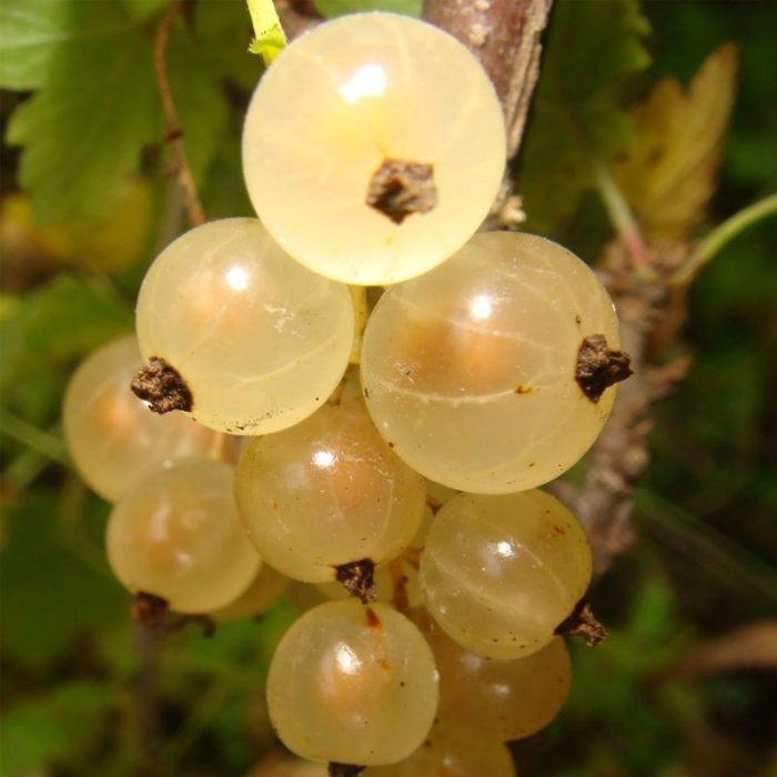 Смородина белая беляна