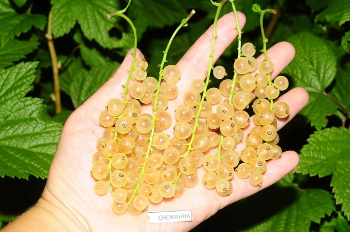 Смородина белая смольяниновская