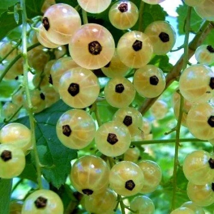 Смородина белая куст