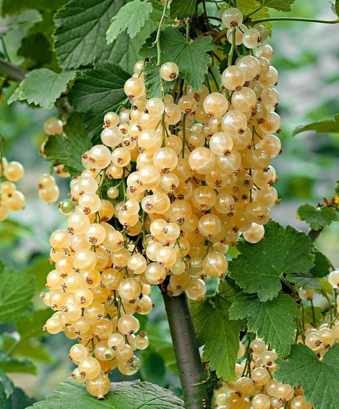 Саженцы смородины