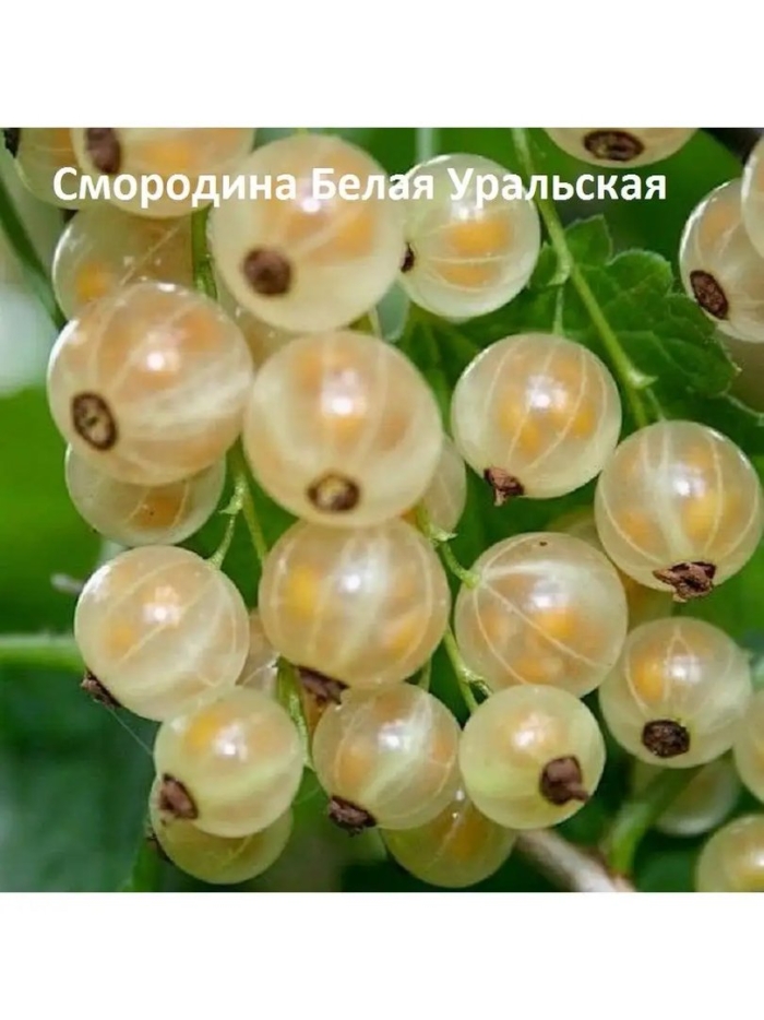 Смородина белая уральская