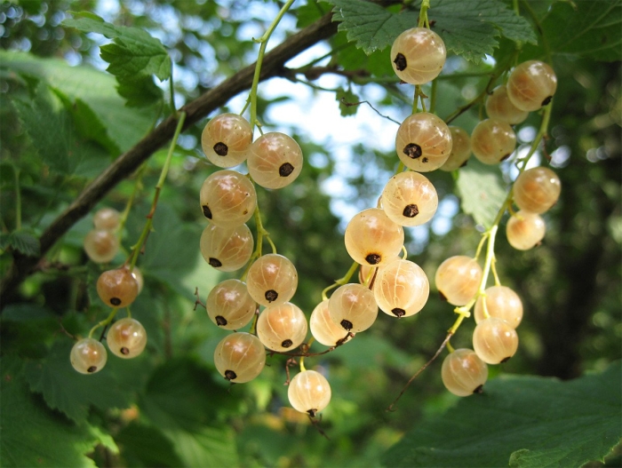 Смородина белая версальская куст