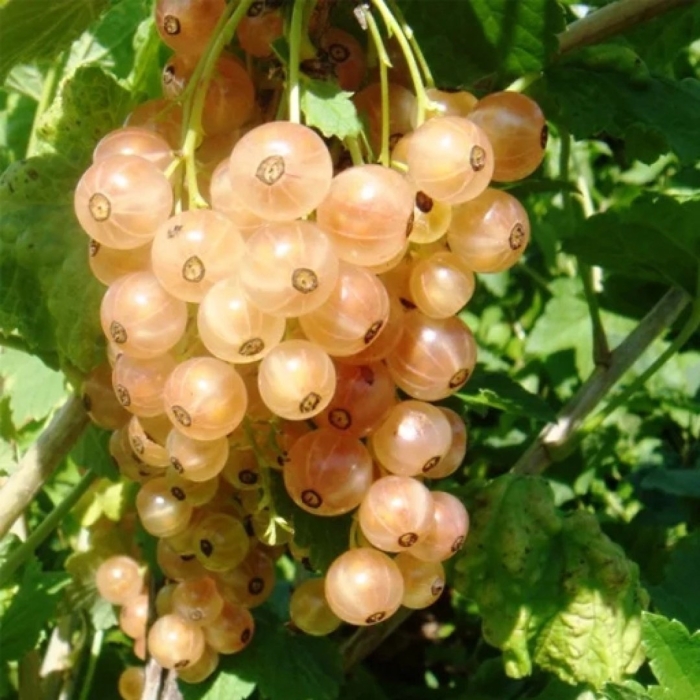 Смородина белая версальская