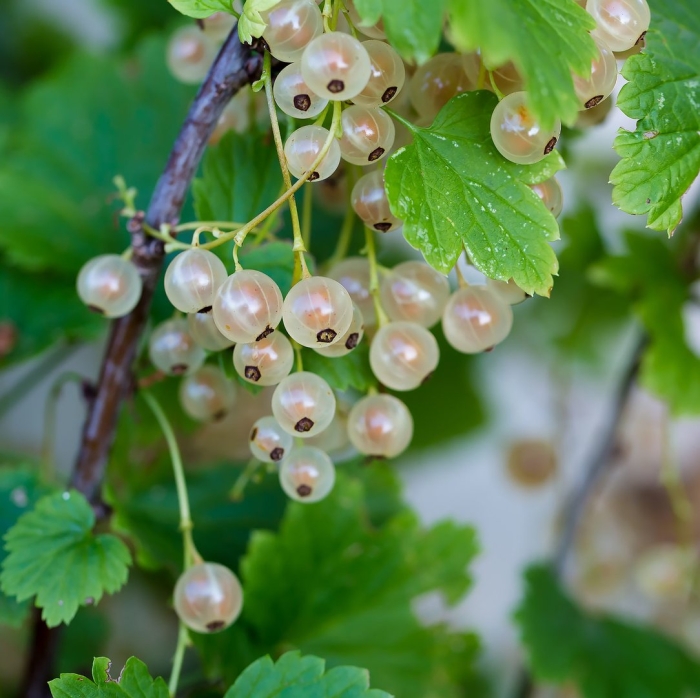 Смольяниновская смородина