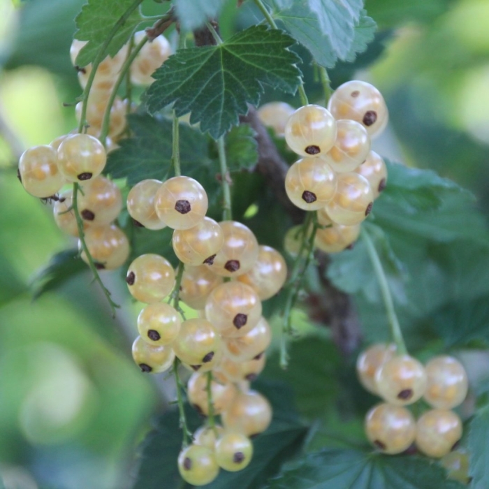 Смородина белая булонь