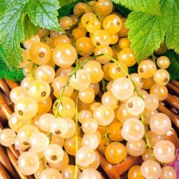 Смородина белая версальская