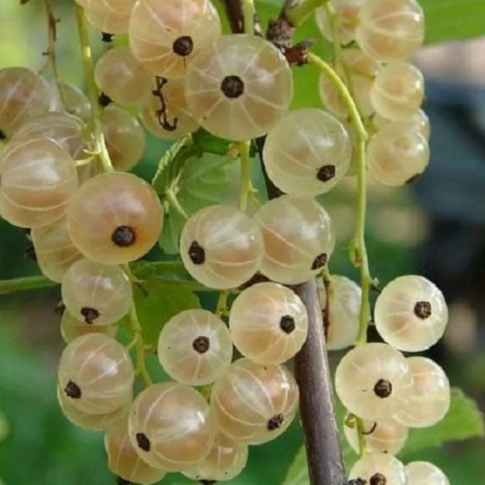 Смородина белая