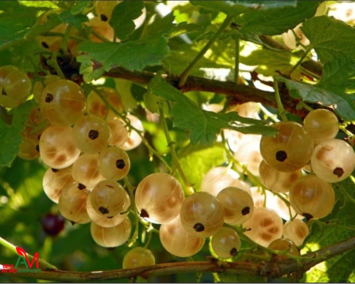 Саженцы смородина белая десертная