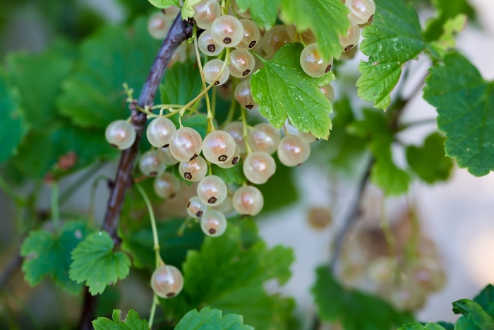 Смородина беляна